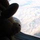 Bunnies on a Plane