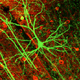 Neurons in the Cerebral Cortex