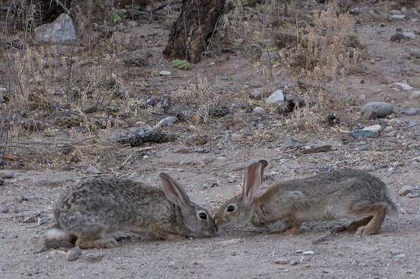 Desert Cottontail Rabbits playing; SE of San Manuel, AZ