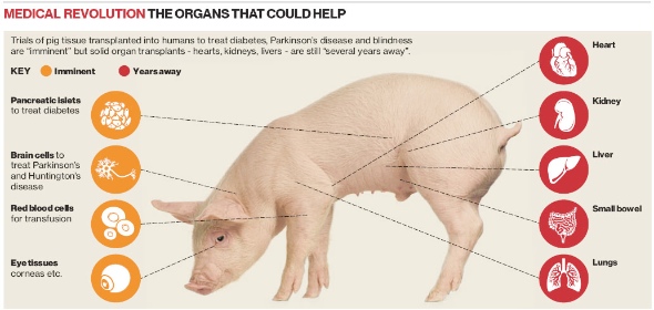 Pig Organs